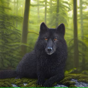 BLACK WOLF, ROMEO