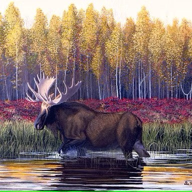 BULL IN THE CHENA (RIVER)