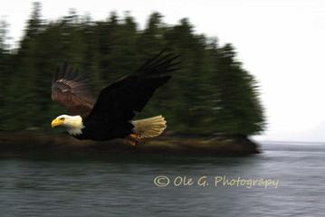 EAGLE ON POINT 24X16 PHOTO ON METAL